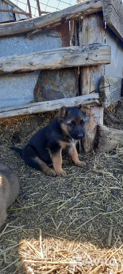 Щенки немецкой овчарки и ковказец