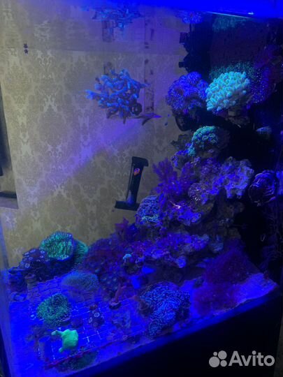 Аквариум куб 50:50:50 морской с сампом