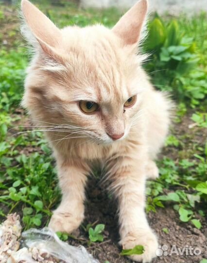 Шанс для рыжей кошки