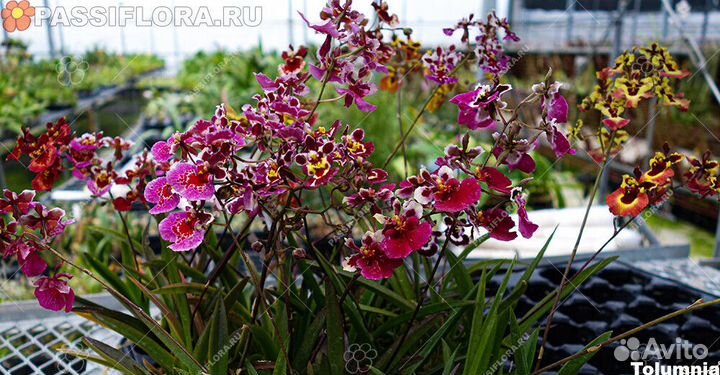 Орхидея Толумнея - Tolumnia