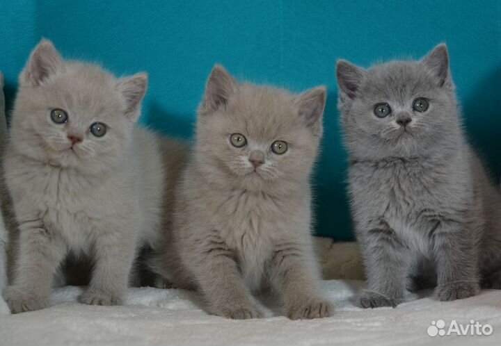 Лиловые и золотые британцы