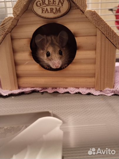 Иглистые мыши