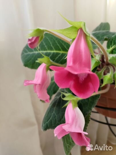 Фиалки,глоксинии