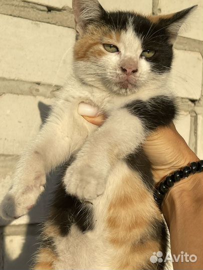 Трехцветная кошечка ищет дом