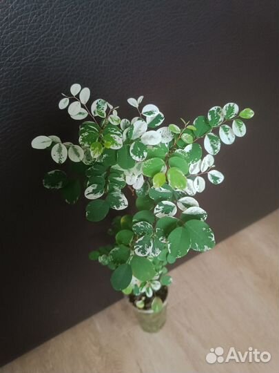 Цветы разные (часть 4) и семена