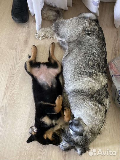 Собака в добрые руки щенок