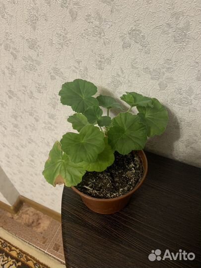 Герань пеларгония