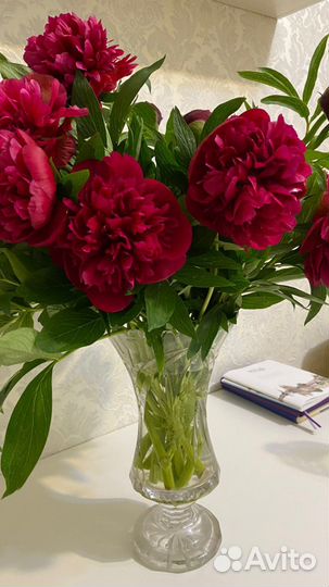 Пионы на срезку и Астильба