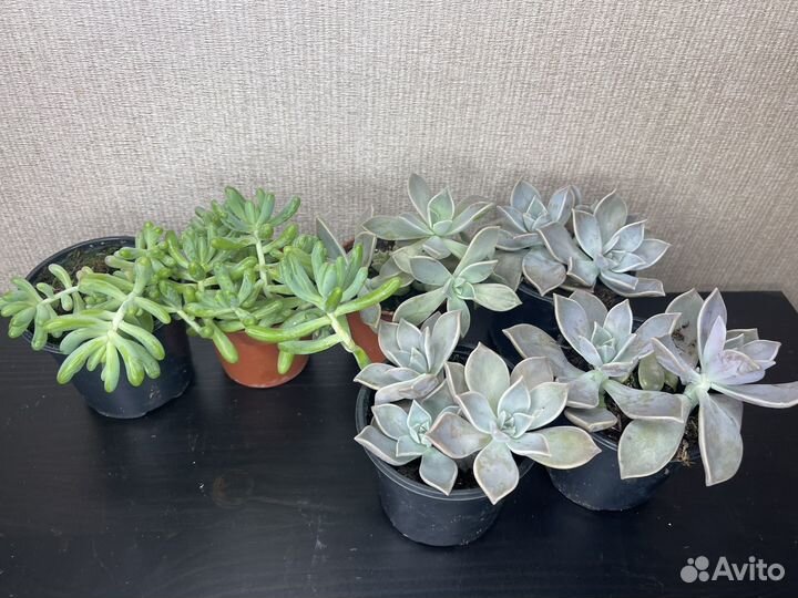 Суккулент комнатные цветы
