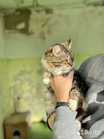 Отдам в добрые руки