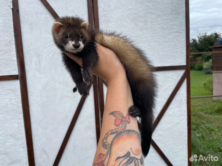 Хорьки из профи питомника с документами