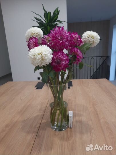 Георгины клубни