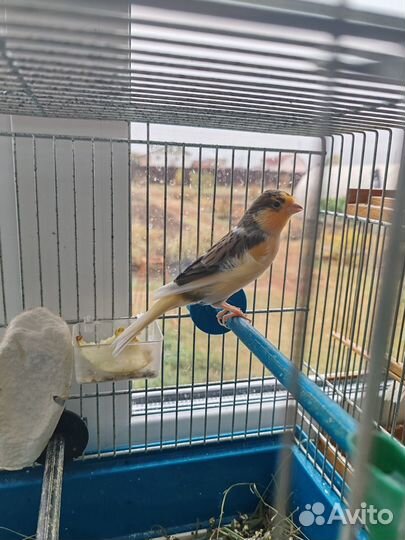 Кенарь поющий