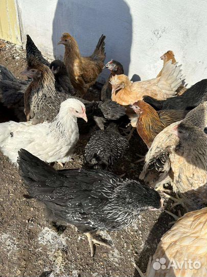 Куры молодки несушки доминант