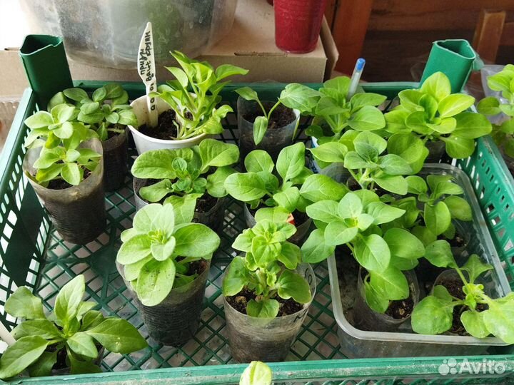 Рассада томатов и перцев, огурцов