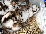 Кролики рекс самец