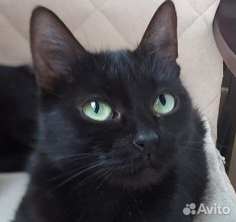 Миниатюрная черная пантерка Лиза, ждет хозяина