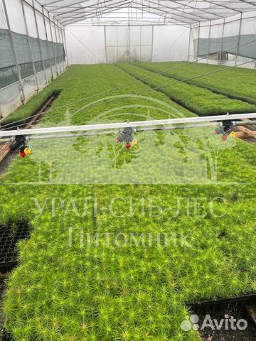 Голубая ель зкс сеянцы