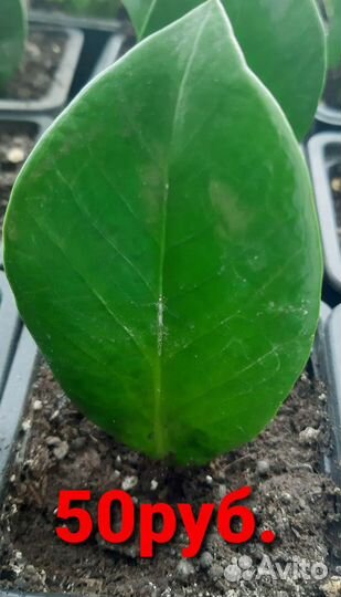 Замиокулькас