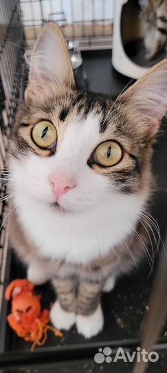 Котик лапочка