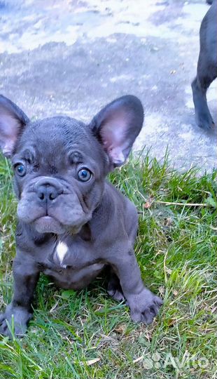 Французский бульдог щенки