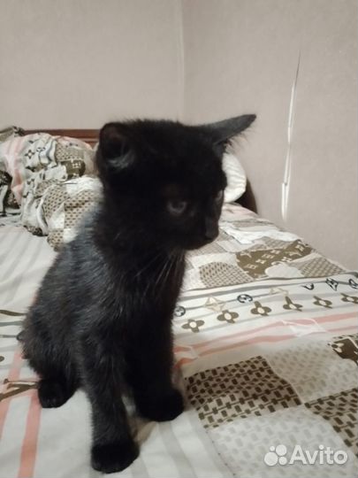 Отдам в добрые руки