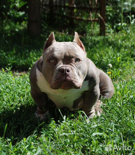 Американский булли micro, 6 мес