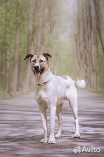 Берлин - славный мальчуган, ищет дом и хозяина