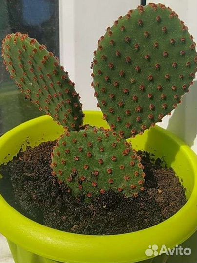 Opuntia rufida