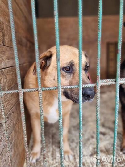 Собака хочет домой