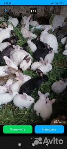Кролики разных пород месец по 400 объявление продам