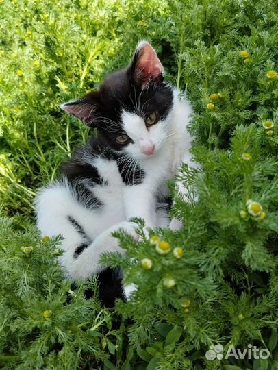 Котята в добрые руки бесплатно
