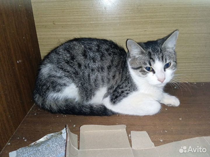 Котенок Снежка, игривая, ласковая. Стерил.Приют