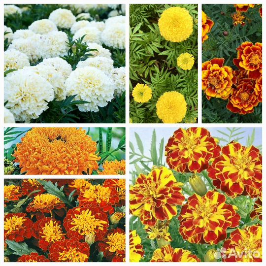 Рассада Бархатцы, 14 сортов