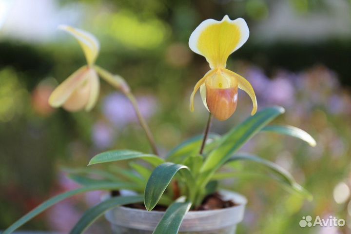 Орхидея Вьетнам: Пафики