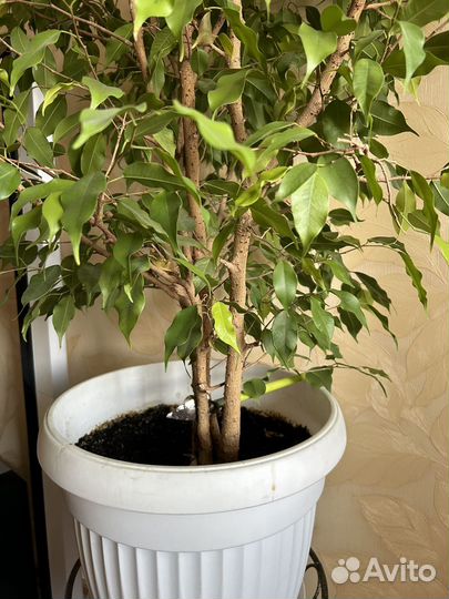 Фикус бенджамина большой