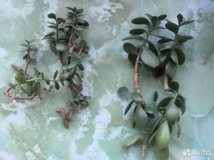 Толстянка крассула