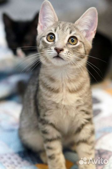 Котенок Соня ищет мампап