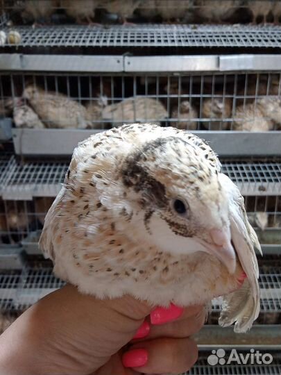 Перепела продажа