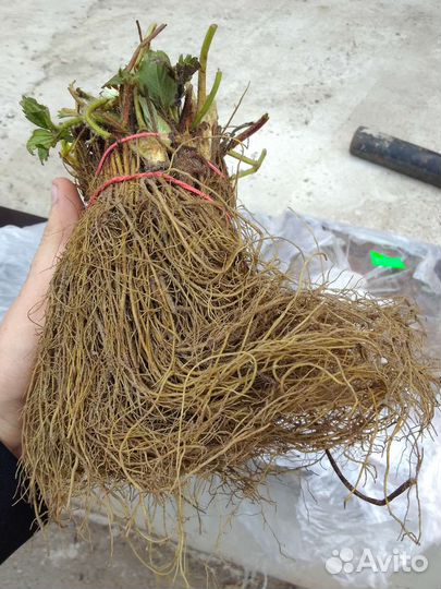 Рассада ремонтантной клубники Кабрилло