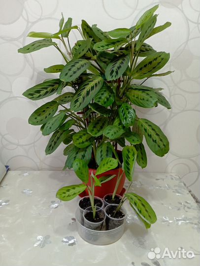 Черенки комнатных цветов