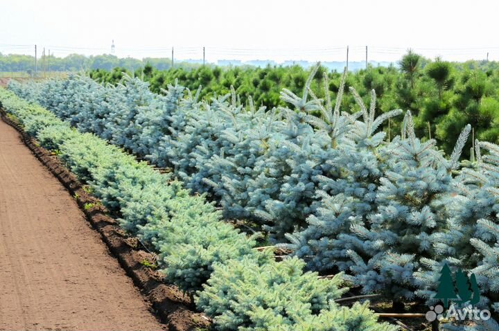 Ель голубая оптом / розница