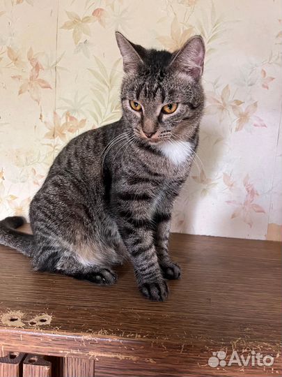 Котик Сашка, 1 год