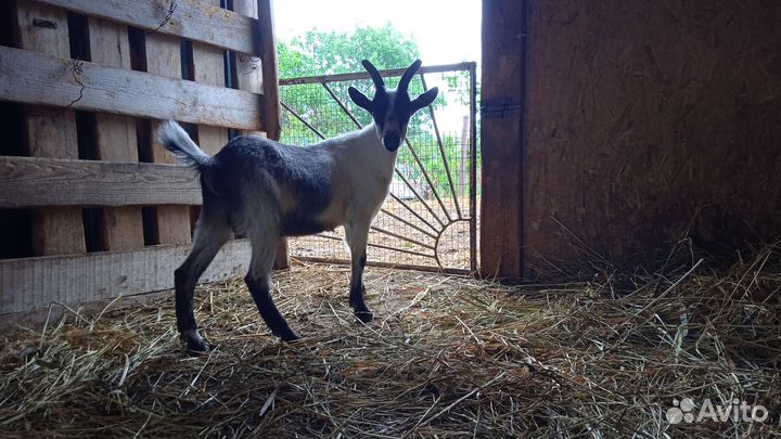 Альпийские козлята