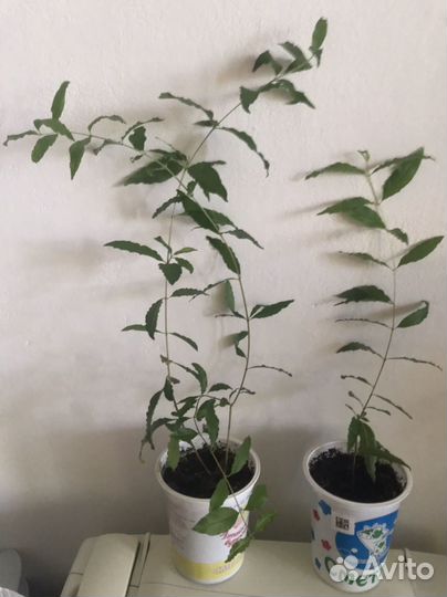 Гранат комнатный карликовый Бейби