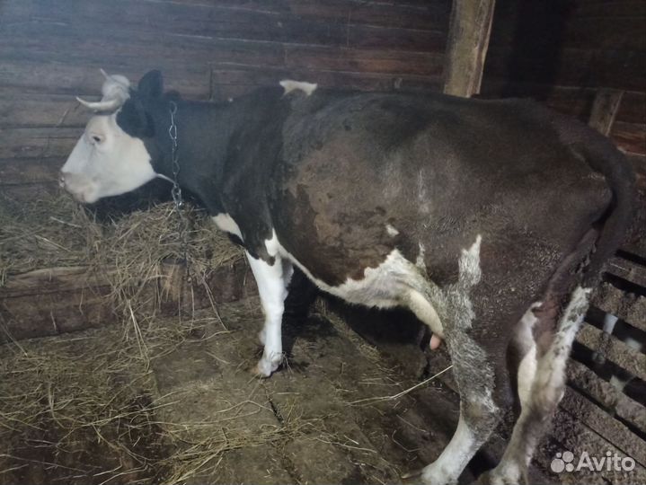 Домашняя корова и два домашних бычка