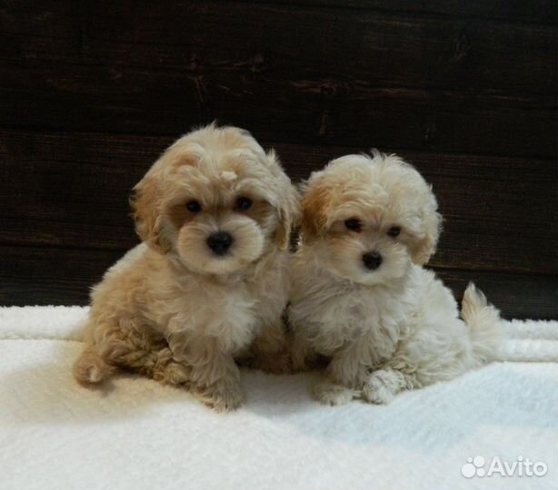 Щенки мальтипу