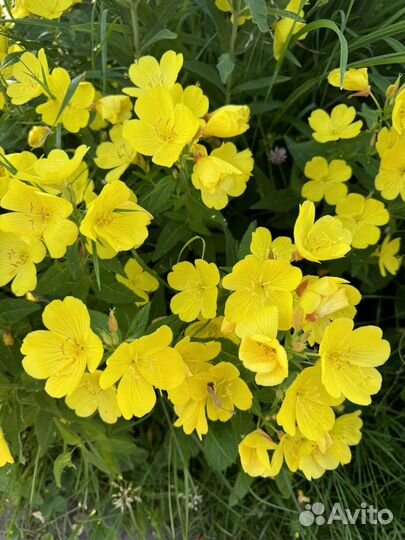 Садовые растения