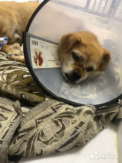 Найдена собака