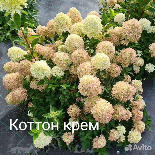 Рассада гортензий